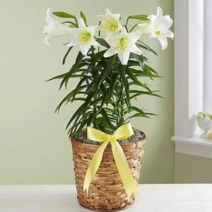 Easter Lily