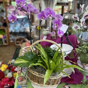 ELEGANT PLANTS WITH ORCHID