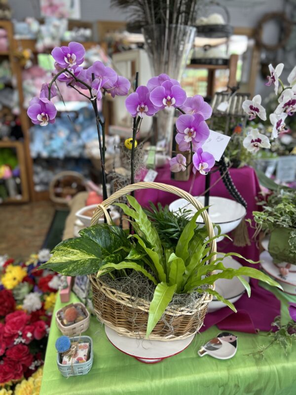 ELEGANT PLANTS WITH ORCHID