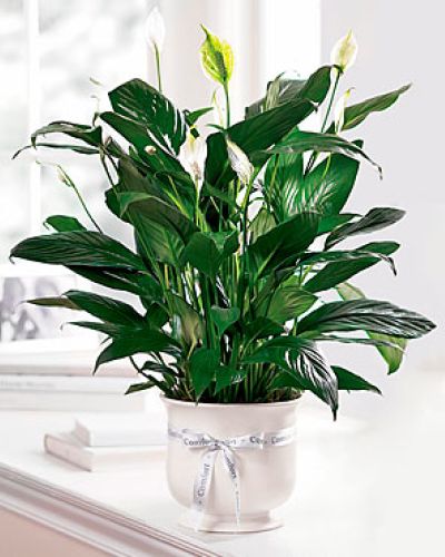 <p>The elegant planter features a lush peace lily plant with dark green leaves that provide a serene backdrop to its white, candle-like blooms. Each planter is carefully prepared with attention to detail to ensure freshness and beauty.</p>