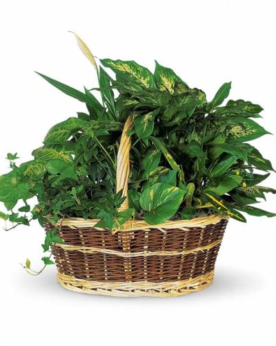 <p>Bring the beauty of nature indoors with the Bountiful Garden Basket, a lush collection of vibrant green plants that adds warmth, life, and tranquility to any space. The basket includes a carefully curated mix of popular indoor plants such as croton, ivy, pothos, dieffenbachia, schefflera, and syngonium.</p>